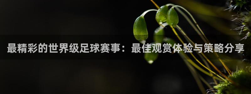 最精彩的世界级足球赛事：最佳观赏体验与策略分享