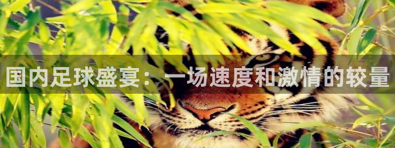 国内足球盛宴：一场速度和激情的较量